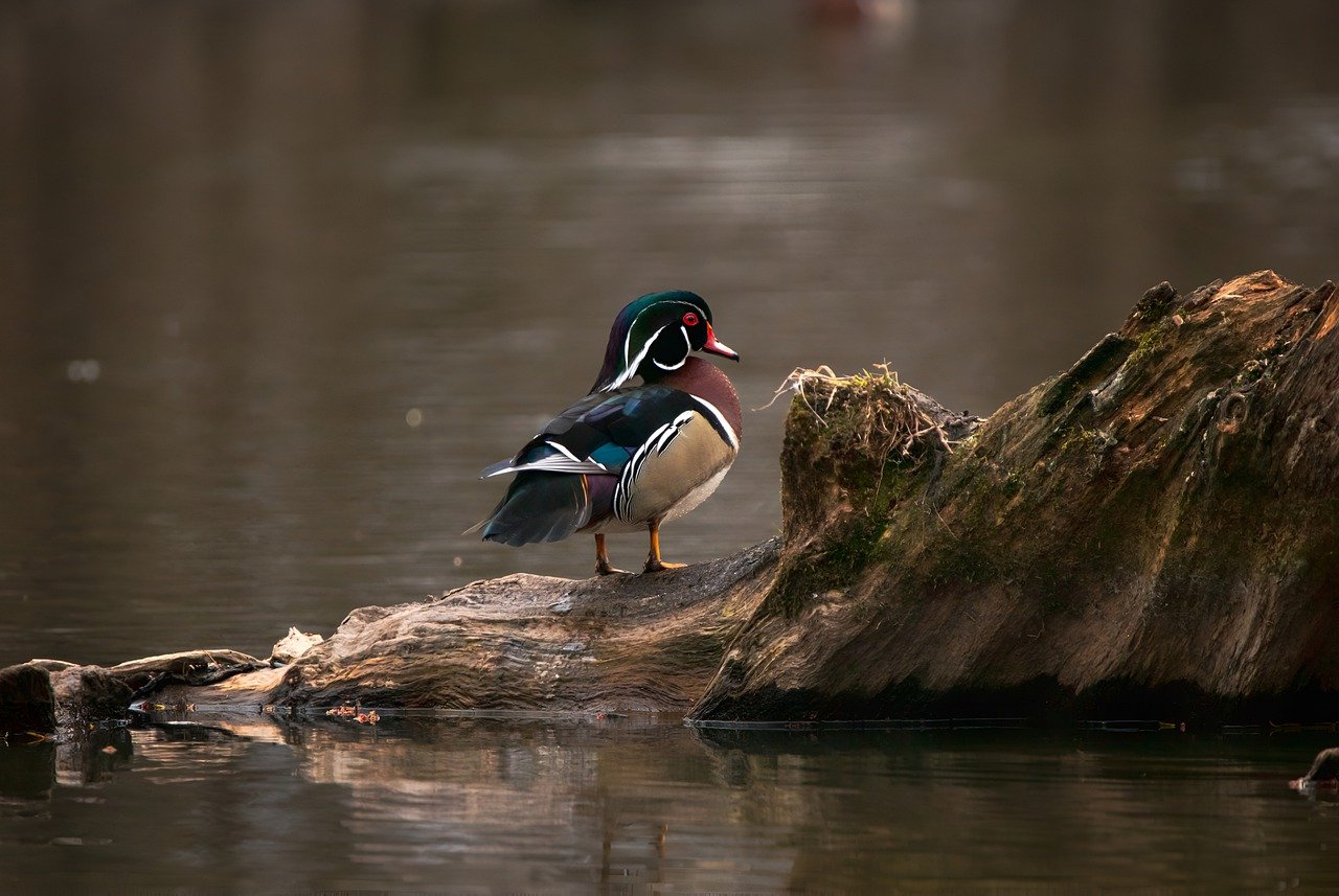 Wood Ducks Poop